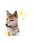 柴犬 ルナ その1（個別スタンプ：1）