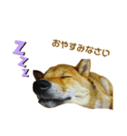 柴犬 ルナ その1（個別スタンプ：2）