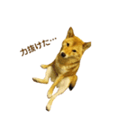 柴犬 ルナ その1（個別スタンプ：3）