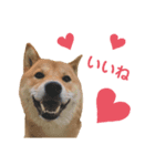 柴犬 ルナ その1（個別スタンプ：6）