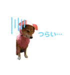 柴犬 ルナ その1（個別スタンプ：7）
