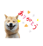 柴犬 ルナ その1（個別スタンプ：8）