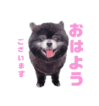 ポメラニアンのココちゃん休日編（個別スタンプ：1）