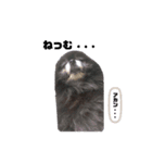 ポメラニアンのココちゃん休日編（個別スタンプ：6）