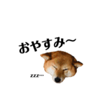 いとしの柴犬（個別スタンプ：1）