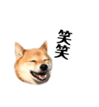 いとしの柴犬（個別スタンプ：2）