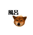 いとしの柴犬（個別スタンプ：3）