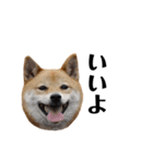 いとしの柴犬（個別スタンプ：4）