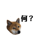 いとしの柴犬（個別スタンプ：5）