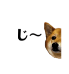 いとしの柴犬（個別スタンプ：6）