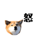 いとしの柴犬（個別スタンプ：7）