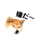 いとしの柴犬（個別スタンプ：8）
