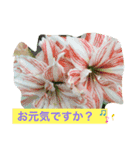 花のスタンプ617（個別スタンプ：5）