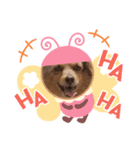 わんこスタンプ 3（個別スタンプ：4）
