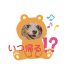 わんこスタンプ 3（個別スタンプ：6）