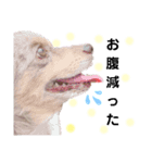 犬スタンプ  6（個別スタンプ：1）