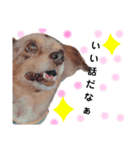 犬スタンプ  6（個別スタンプ：2）