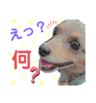 犬スタンプ  6（個別スタンプ：3）