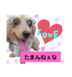 犬スタンプ  6（個別スタンプ：4）