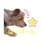 犬スタンプ  6（個別スタンプ：5）