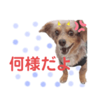 犬スタンプ  6（個別スタンプ：6）