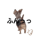 犬スタンプ  6（個別スタンプ：7）