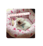 しょこらくんスタンプ（個別スタンプ：5）