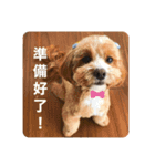 もふもふの子供達（個別スタンプ：6）