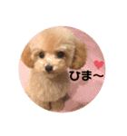 ぷてぃ♡1015（個別スタンプ：1）