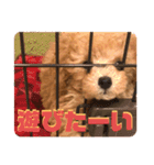 ぷてぃ♡1015（個別スタンプ：5）