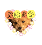 ぷてぃ♡1015（個別スタンプ：19）