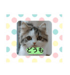 美少女ねねちゃん（個別スタンプ：21）