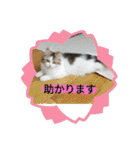 美少女ねねちゃん（個別スタンプ：28）