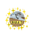 美少女ねねちゃん（個別スタンプ：37）