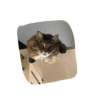 マルです（個別スタンプ：1）