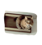 マルです（個別スタンプ：9）