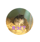 やんちゃなハムちゃん（個別スタンプ：7）