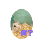 やんちゃなハムちゃん（個別スタンプ：8）