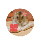 やんちゃなハムちゃん（個別スタンプ：15）