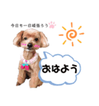ゆずのスタンプ01012020（個別スタンプ：1）