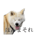 秋田犬、こはくの関西弁スタンプやで。弐（個別スタンプ：2）
