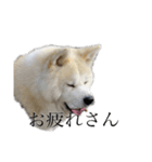 秋田犬、こはくの関西弁スタンプやで。弐（個別スタンプ：3）