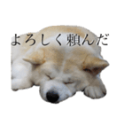 秋田犬、こはくの関西弁スタンプやで。弐（個別スタンプ：4）