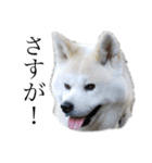 秋田犬、こはくの関西弁スタンプやで。弐（個別スタンプ：6）