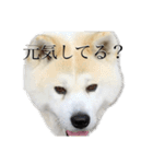 秋田犬、こはくの関西弁スタンプやで。弐（個別スタンプ：7）
