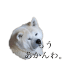 秋田犬、こはくの関西弁スタンプやで。弐（個別スタンプ：9）