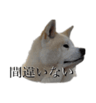 秋田犬、こはくの関西弁スタンプやで。弐（個別スタンプ：10）