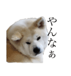 秋田犬、こはくの関西弁スタンプやで。弐（個別スタンプ：12）