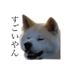 秋田犬、こはくの関西弁スタンプやで。弐（個別スタンプ：13）