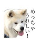 秋田犬、こはくの関西弁スタンプやで。弐（個別スタンプ：15）